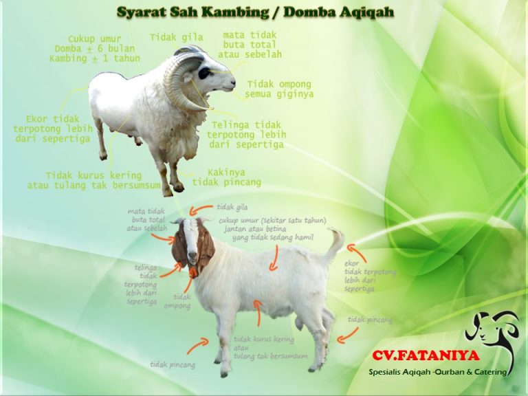 Jasa Aqiqah Serang Cilegon